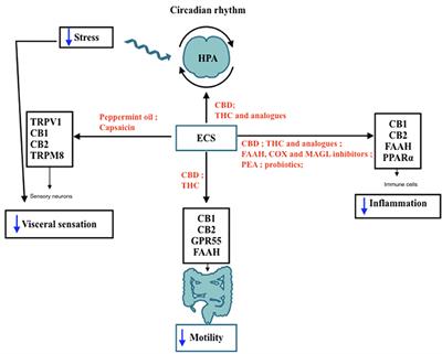 Irritable Bowel Syndrome: Manipulating the Endocannabinoid System as First-Line Treatment